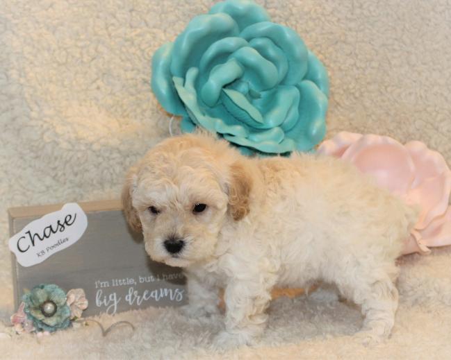 Brunker Toy Poodles Oklahoma